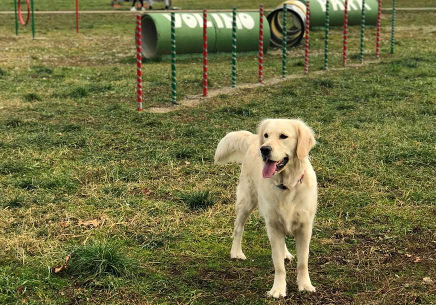 Prostor za boravak kućnih ljubimaca: Banjaluka uskoro dobija tri nova parka za pse