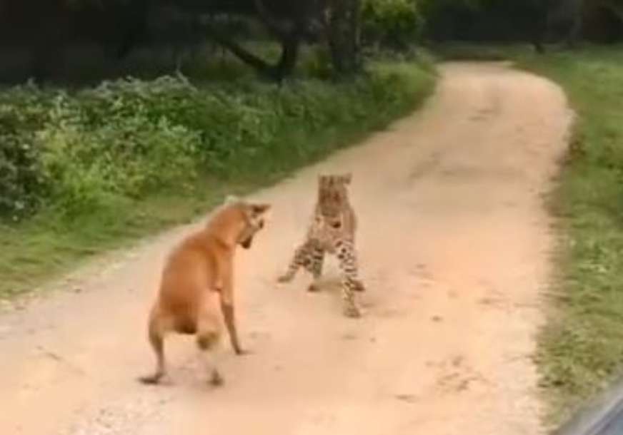 Reakcija koja je sve iznenadila: Pogledajte napad leoparda na psa lutalicu (VIDEO)