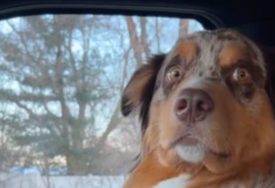 NIJE MU BILO LAKO Vlasnica snimila psa nakon kastracije, pa nasmijala mnoge (VIDEO)