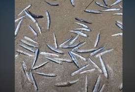 ŠOK U AUSTRALIJI More na plažu izbacilo hiljade mrtvih riba (FOTO)