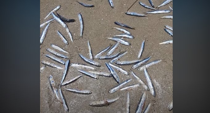 POMOR U AUSTRALIJI Više miliona riba uginulo zbog poplava i toplog vremena