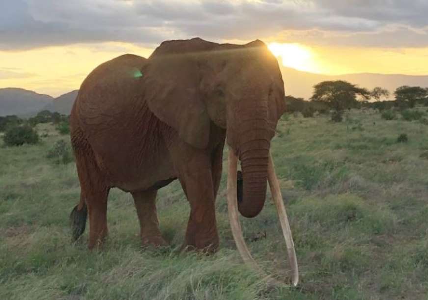 Kljovama je strugala po zemlji: Najveća ženka slona u Africi uginula u nacionalnom parku (FOTO)