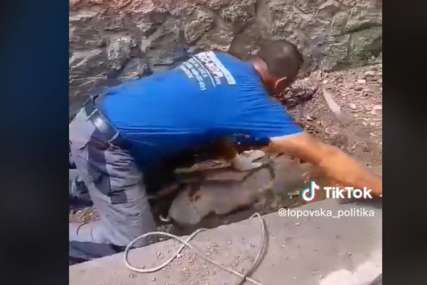 ŽIVO, ZDRAVO, ROKĆE Prase je upalo u kanalizaciju i zaglavilo se, evo kako su ga izvukli  (VIDEO)