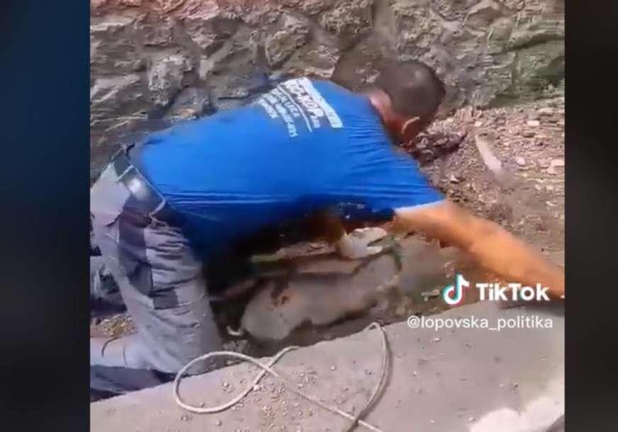 ŽIVO, ZDRAVO, ROKĆE Prase je upalo u kanalizaciju i zaglavilo se, evo kako su ga izvukli  (VIDEO)