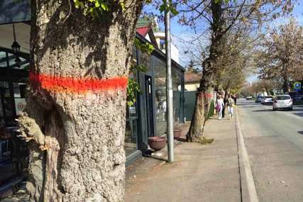 OBIMNI PROJEKAT Nova stabla umjesto opasnih u Bulevaru Stepe Stepanovića