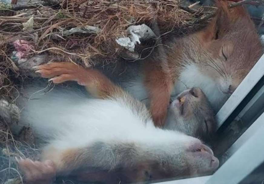 Raznježile mnoga srca: Fotografija uspavanih vjeverica hit na Tviteru (FOTO)