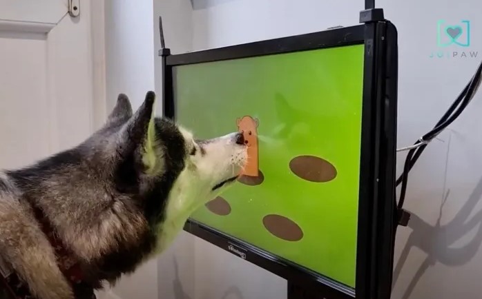 Zabava i za vaše ljubimce: Kreirali video igre za pse (VIDEO)