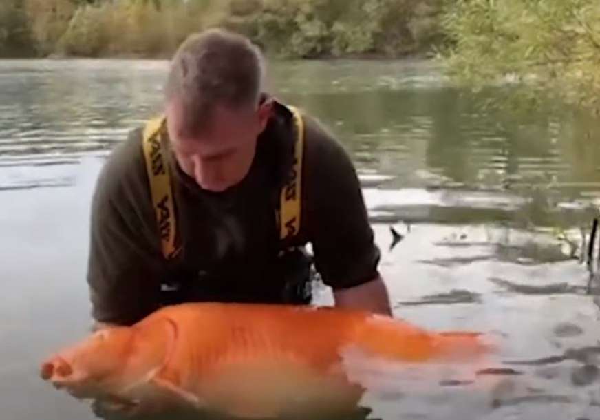 Borba je trajala skoro pola sata: Britanac ulovio zlatnu ribicu tešku 30 kilograma (VIDEO)