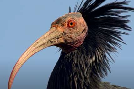 Pretpostavlja se da je ćelavi ibis: Neobična vrsta ptice viđena u sarajevskom naselju