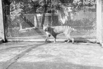 Uginuo u zatočeništvu: Ostaci posljednjeg tasmanijskog tigra pronađeni nakon 85 godina