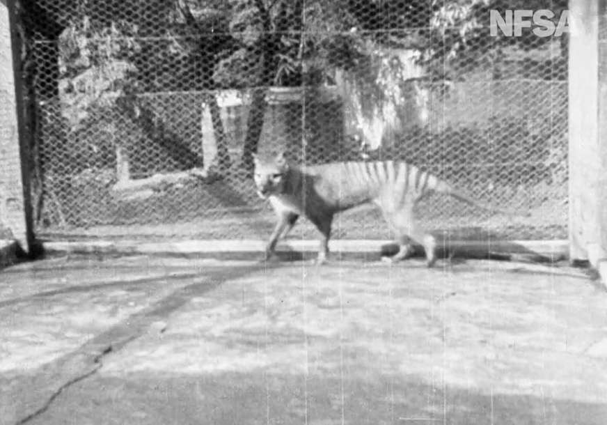 Uginuo u zatočeništvu: Ostaci posljednjeg tasmanijskog tigra pronađeni nakon 85 godina