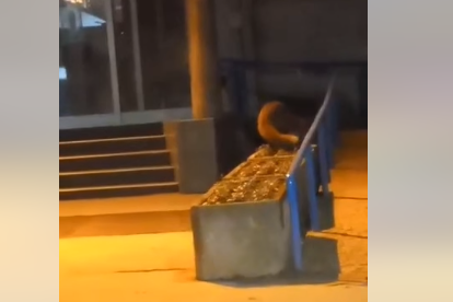 "Došla po ličnu kartu" Pojavila se lisica u centru Prijedora (VIDEO)