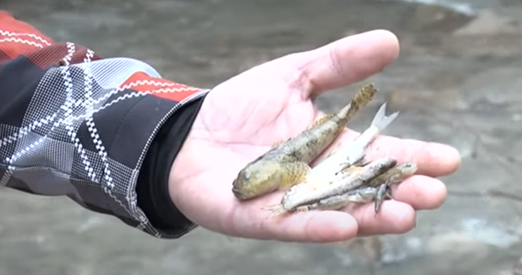 EKOLOŠKA KATASTROFA Veliki pomor ribe kod Kaknja, nadležni tvrde da je voda ispravna za piće (VIDEO)
