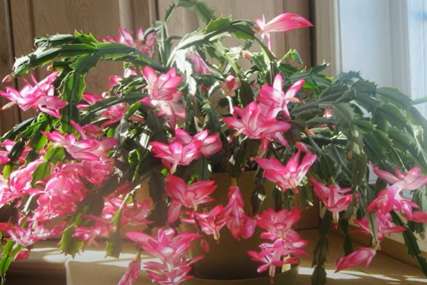 Stari trik koji će biljku preporoditi: Kako da božićni kaktus cvjeta cijele zime