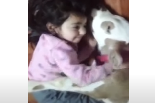 Preslatka scena: Djevojčica je preslikana Hajdi iz bajke (VIDEO)