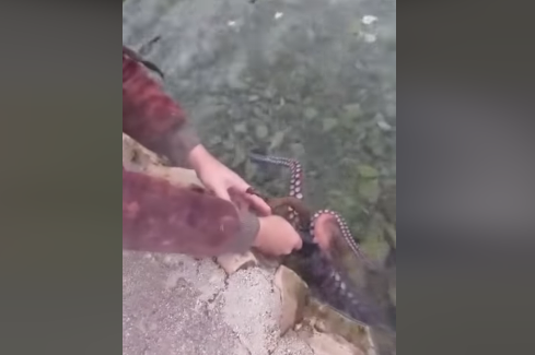 Nevjerovatne scene na primorju: Dalmatincu hobotnica jede iz ruke dok joj on tepa (VIDEO)