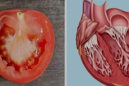 Na šta liči, to i liječi: Zapanjujuća sličnost hrane i ljudskih organa nije slučajna (VIDEO)