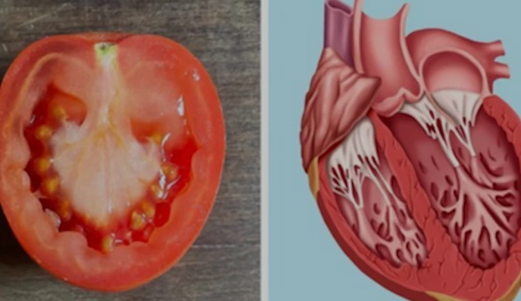 Na šta liči, to i liječi: Zapanjujuća sličnost hrane i ljudskih organa nije slučajna (VIDEO)