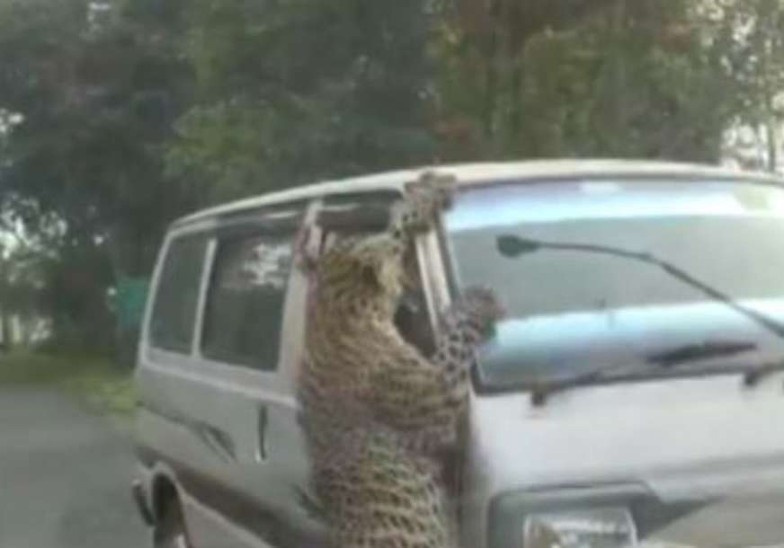 Povrijeđeno 13 osoba: Leopard u Indiji napao kombi pun ljudi  (VIDEO)