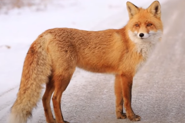 BEZBRIŽNO HODA ULICAMA U Banjaluci primjećena lisica