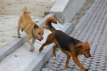 Reagovanje Higijenskog servisa za napuštene životinje: Sa ulica sklonjeno 12 pasa lutalica