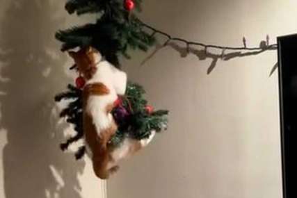 Mačak Oliver postao prava zvijezda: Vlasnica zakačila jelku za plafon, ali uzalud (VIDEO)