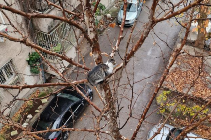 Mačka se popela na drvo i ne može da siđe: Ni vatrogasci je nisu uspjeli skinuti (FOTO)