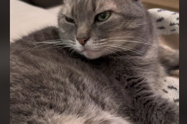 Probudio mačku, pa zažalio: Ovo se dešava kada vašem ljubimcu prekinete san (VIDEO)