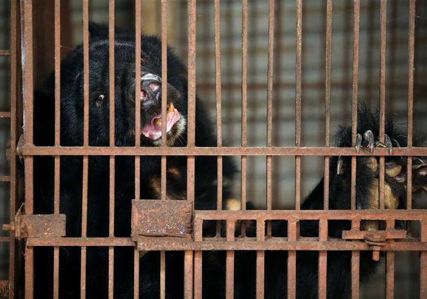 NAPOKON NA SLOBODI Medvjed Marko nakon više od 20 godina u zarobljeništvu dobio novi dom (FOTO)