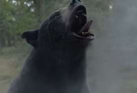 Rađen po istinitom događaju: Izašao trejler za film o medvjedu koji je progutao torbu sa kokainom