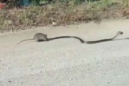 Zmija je zgrabila mladunče pacova, a onda se pojavila HRABRA MAMA (VIDEO)