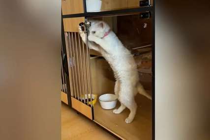 VLASNICA PONOSNA Ovo je dokaz zbog čega mačka važi za jednu od pametnijih životinja (VIDEO)