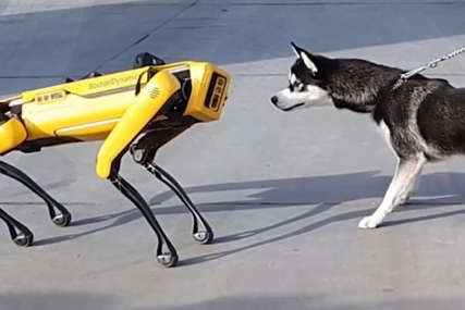 IZNENAĐENJE Haski se susreo s robotskim psom, potpuno ga je zbunio (VIDEO)