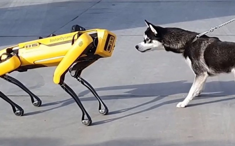 Haski se susreo s robotskim psom, potpuno ga je zbunio