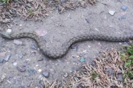 Bježe zmije i pacovi: U banjalučkom naselju se izlila septička jama, smrad nepodnošljiv