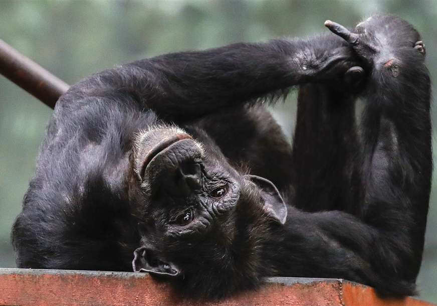 "Predstavljale su veliku opasnost" Ubijene šimpanze nakon što su pobjegle iz zoološkog vrta