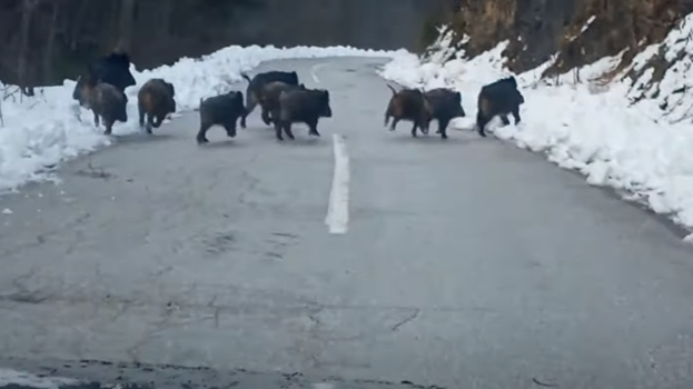 Vozače zateklo iznenađenje: Krdo divljih svinja na putu Han Pijesak - Olovo (VIDEO)
