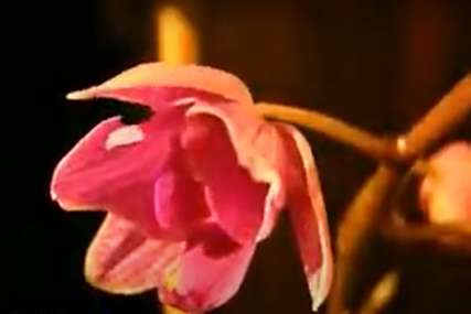 Čuvajte vašu orhideju: Ovih 5 stvari lako može da je košta života