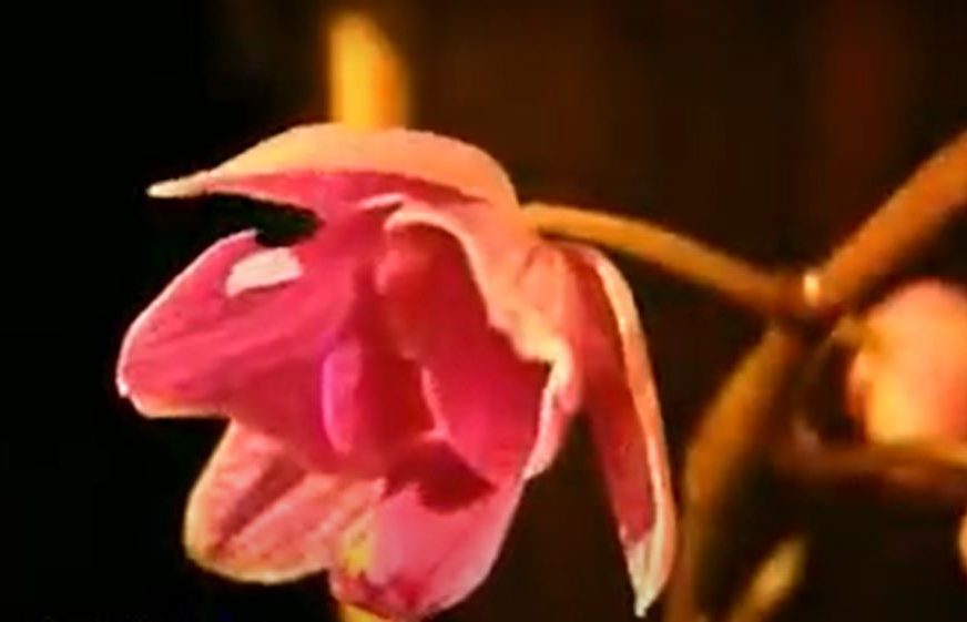 Čuvajte vašu orhideju: Ovih 5 stvari lako može da je košta života