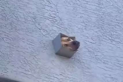 "Zaslužio je parče mesa" Snimak psa koji je osjetio da komšija roštilja mnoge je nasmijao (VIDEO)