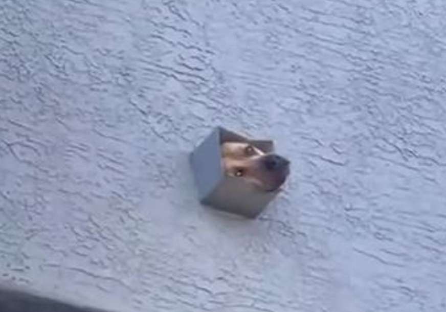 "Zaslužio je parče mesa" Snimak psa koji je osjetio da komšija roštilja mnoge je nasmijao (VIDEO)
