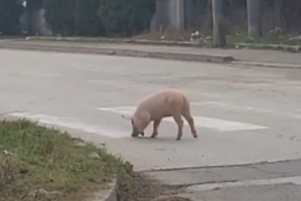 "ZNA DA IDE BOŽIĆ" Odbjeglo prase snimljeno kako trči ulicama  grada (VIDEO)