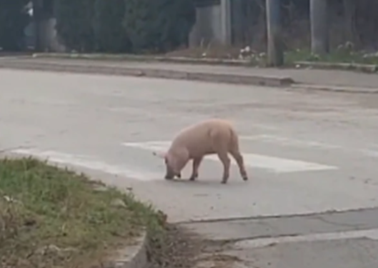 "ZNA DA IDE BOŽIĆ" Odbjeglo prase snimljeno kako trči ulicama  grada (VIDEO)