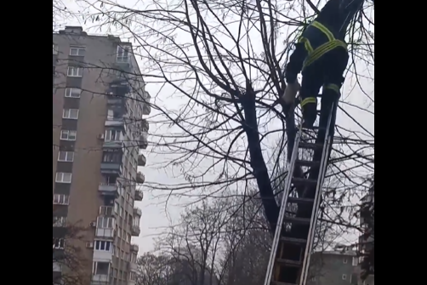 Nagrađeni velikim aplauzom: Građani i vatrogasci učestvovali u spašavanju mačke s drveta (VIDEO)