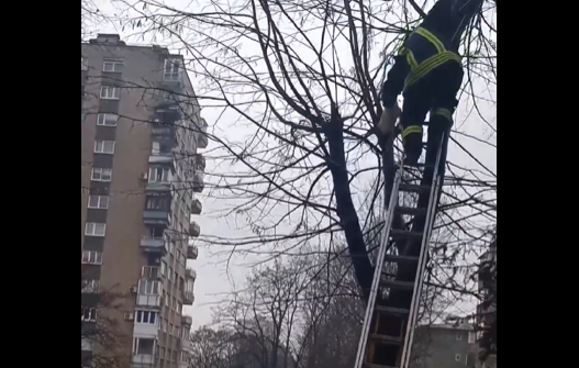 Nagrađeni velikim aplauzom: Građani i vatrogasci učestvovali u spašavanju mačke s drveta (VIDEO)