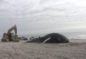 Još jedan slučaj: More na obalu Njujorka izbacilo tijelo grbavog kita