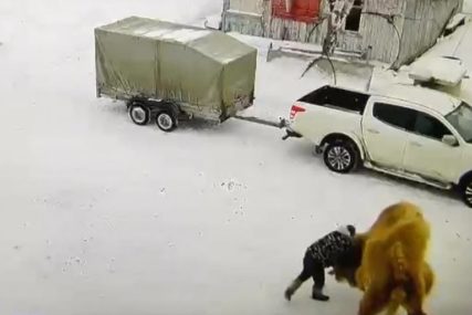 ISPROVOCIRAO KAMILU Pijani čuvar udario životinju i to je bilo posljednje što je uradio (VIDEO)