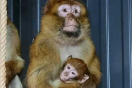 ŽIVOTINJE SU NA SIGURNOM Majmuni pronađeni i vraćeni u zoo vrt kod Prijedora (FOTO)