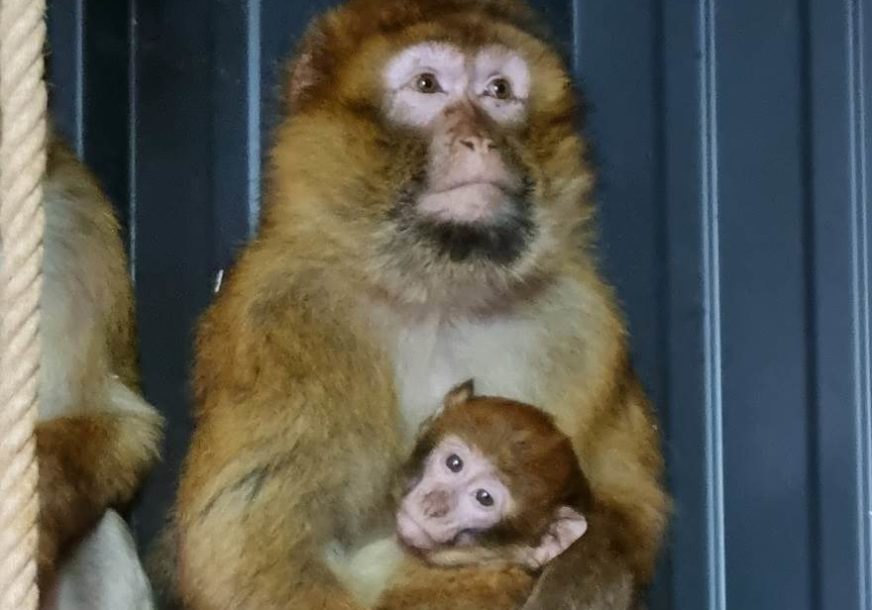 odbjegli majmuni vraćeni u zoo vrt kod Prijedora