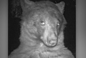 Kakav pozer: Medvjed napravio 400 SELFIJA na kameri za divlje životinje (VIDEO, FOTO)